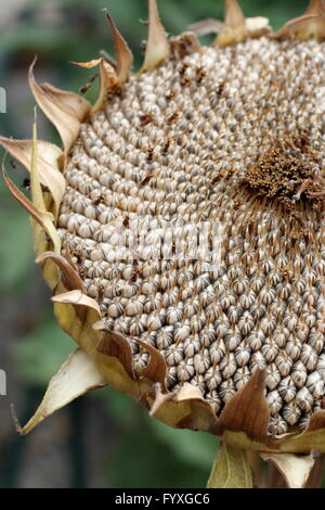 Nahaufnahme von frischen Sonnenblumenkerne Sonnenblumenkerne Krone Stockfoto