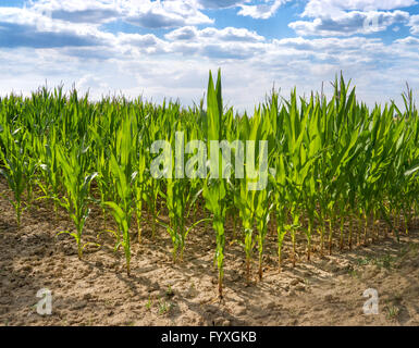 Maispflanzen im Gegenlicht Stockfoto