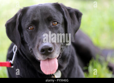 Ein Labrador, der auf dem Boden liegend Stockfoto