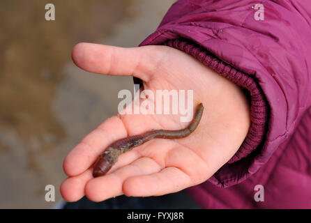 Europäische Lug Wurm / (Interpretation Marina) Stockfoto