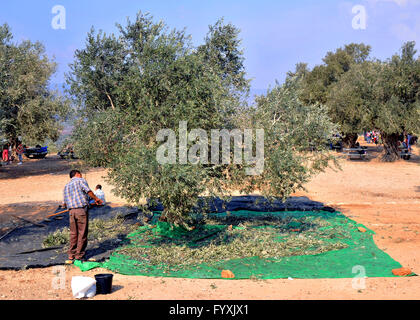 Ernte der Oliven zu holen, Galiläa, Israel Stockfoto