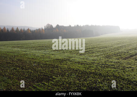 Triticum Sativum, Weizen, Raureif Stockfoto