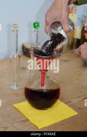 Felsenbirne, Servieberry, Likör machen Stockfoto