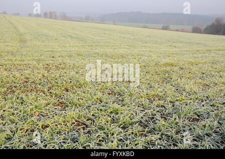 Triticum Sativum, Weizen, Raureif Stockfoto