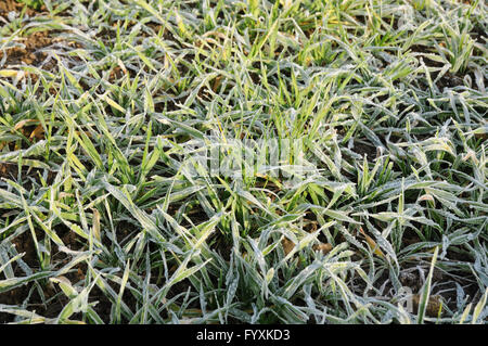 Triticum Sativum, Weizen, mit Raureif Stockfoto