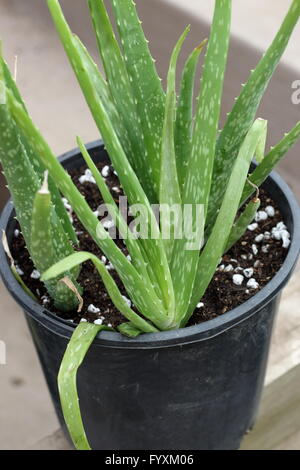 Nahaufnahme eines wachsenden Aloe Vera Pflanzen im Topf Stockfoto