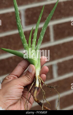 Nahaufnahme von Hand, die junge Aloe Vera Welpen Stockfoto