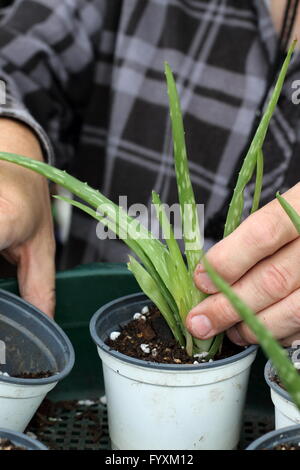 Pflanzende-Aloe Vera-Welpen in einem kleinen Topf - Nahaufnahme Stockfoto