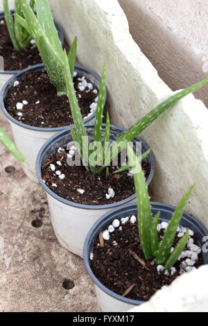 Nahaufnahme oder Aloe Vera Welpen in kleine Töpfe gepflanzt Stockfoto