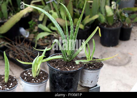 Nahaufnahme oder Aloe Vera Welpen in kleine Töpfe gepflanzt Stockfoto