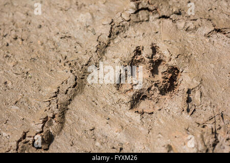 Wolf-Fußabdruck Hundepfote Spuren im Schlamm Stockfoto