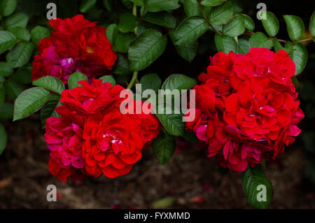 Rose, ROSE LINDA CAMPBELL, Cluster, Rot, Stockfoto