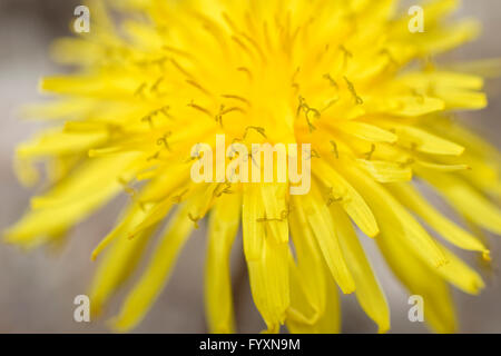 Der Löwenzahn Blüte Taraxacum Officinale. Stockfoto