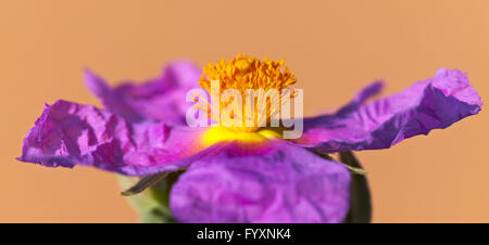 Cistus Albidus Blüte. Stockfoto