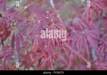 Rotes Laub des Baumes weinende Laceleaf japanischer Ahorn (Acer Palmatum) Stockfoto