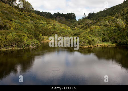 Zealandia schont Neuseeland Pflanzen und Tiere in einem Tal am Rand von Wellington mit einem Hightech-Zaun. Stockfoto