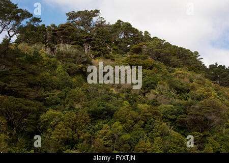 Zealandia schont Neuseeland Pflanzen und Tiere in einem Tal am Rand von Wellington mit einem Hightech-Zaun. Stockfoto