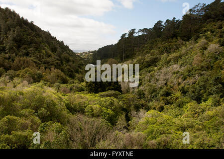 Zealandia schont Neuseeland Pflanzen und Tiere in einem Tal am Rand von Wellington mit einem Hightech-Zaun. Stockfoto