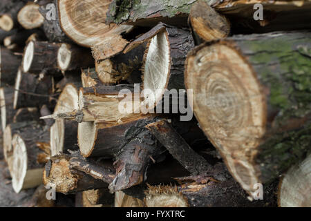 Haufen von Brennholz Stockfoto