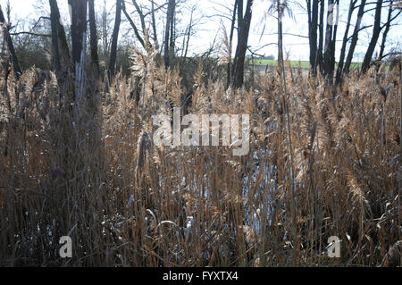 Phragmites Australis, Schilf Stockfoto