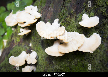 Pleurotus Ostreatus Pilz auf einem Baum Stockfoto