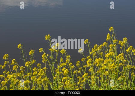 Blühende Feld Senf (Brassica Rapa) entlang Graben Stockfoto