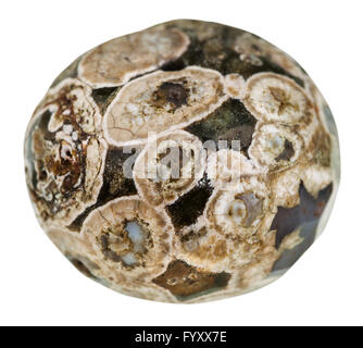 Makroaufnahmen von mineralischen Naturstein - Ball aus Madagaskar Rhyolith (Ocean Jaspis, Orbicular Jaspis, turitella Achat) isola Stockfoto