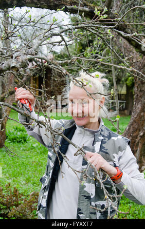 Frau schneidet einen Zweig an einem Apfelbaum einen Frühling im Garten Stockfoto