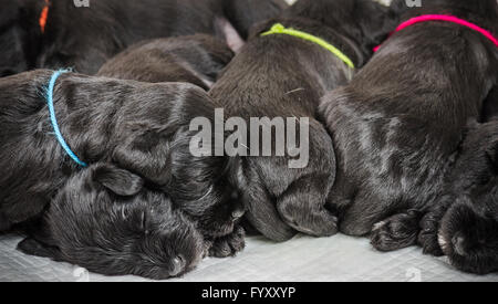 Kleine Gruppe Puppi Rasse Zwergschnauzer Stockfoto