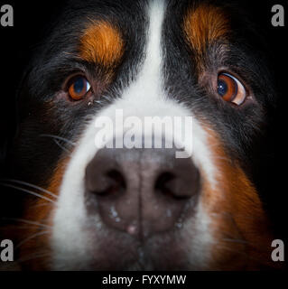 Berner Sennenhund-Porträt Stockfoto