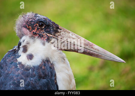 Der Marabou Storch in Tansania, Afrika Stockfoto