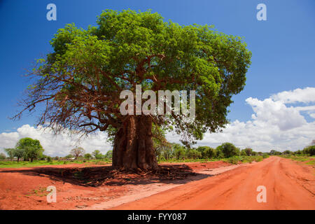 Baobab-Baum auf roter Erde Straße, Kenia, Afrika Stockfoto