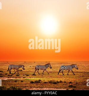 Zebras Herde auf afrikanischen Savanne bei Sonnenuntergang. Stockfoto