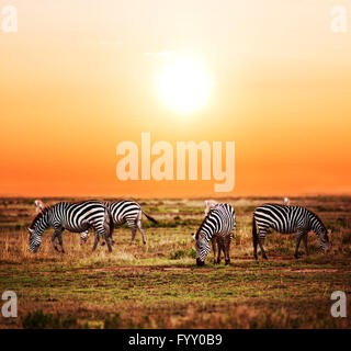 Zebras Herde auf afrikanischen Savanne bei Sonnenuntergang. Stockfoto