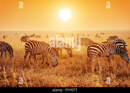 Herde Zebras in der Savanne bei Sonnenuntergang Stockfoto