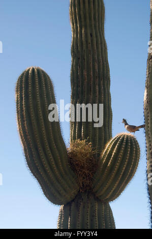 Vogelnest und Vogel im Saguaro Kaktus Stockfoto