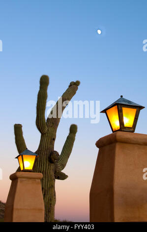 Saguaro in der Dämmerung, Mission San Xavier del Bac, Weiße Taube der Wüste, tucson Stockfoto