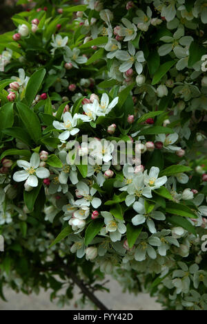 Malus CINDERELLA, Holzapfel Stockfoto