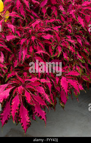 Buntnessel Solenostemon Pink Chaos Stockfoto