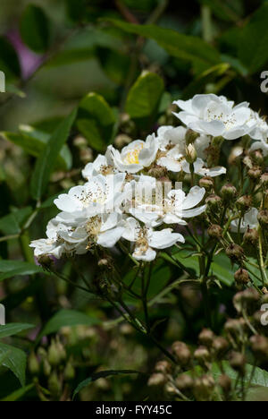 Rose, Rosa DARLOWS ENIGMA, Hybrid Musk Stockfoto