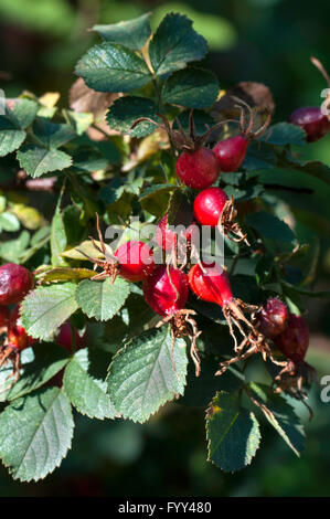 Rose, Rosa pulverulenta Stockfoto