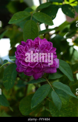 Rose, Rosa REINE DES VIOLETTES, Hybrid Perpetual Rose, Stockfoto