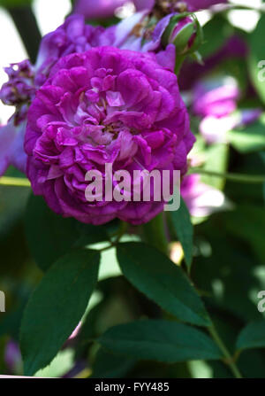 Rose, Rosa REINE DES VIOLETTES, Hybrid Perpetual Rose, Stockfoto