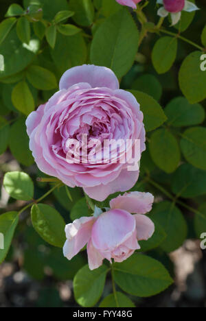 Rose, Rosa Geist der Freiheit Stockfoto