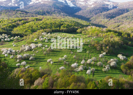 Eurasien, Kaukasus, Armenien, Provinz Lori, Landschaft, Berg Cherry Blossom Stockfoto