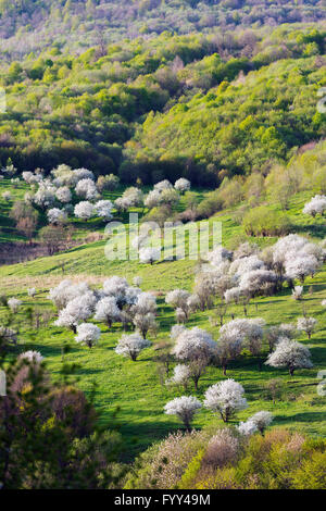 Eurasien, Kaukasus, Armenien, Provinz Lori, Landschaft, Berg Cherry Blossom Stockfoto