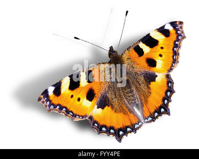 Schmetterling mit Schatten vor weißem Hintergrund, 3D illusion Stockfoto