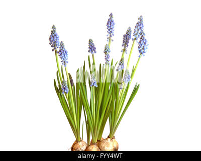 Traubenhyazinthen Muscari, vor weißem Hintergrund Stockfoto
