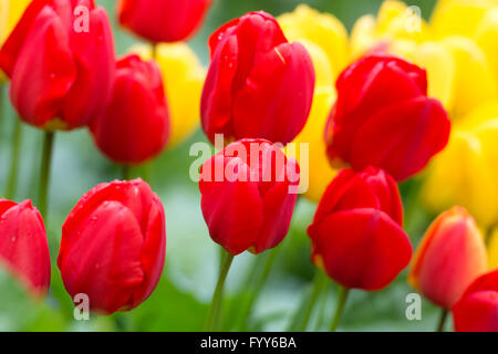 Rote und gelbe Tulpen wachsen in einem Garten Stockfoto