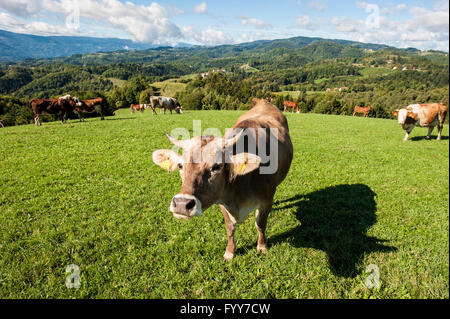 Berggipfel St. Urban in Slowenien in der Nähe von Maribor. Stockfoto